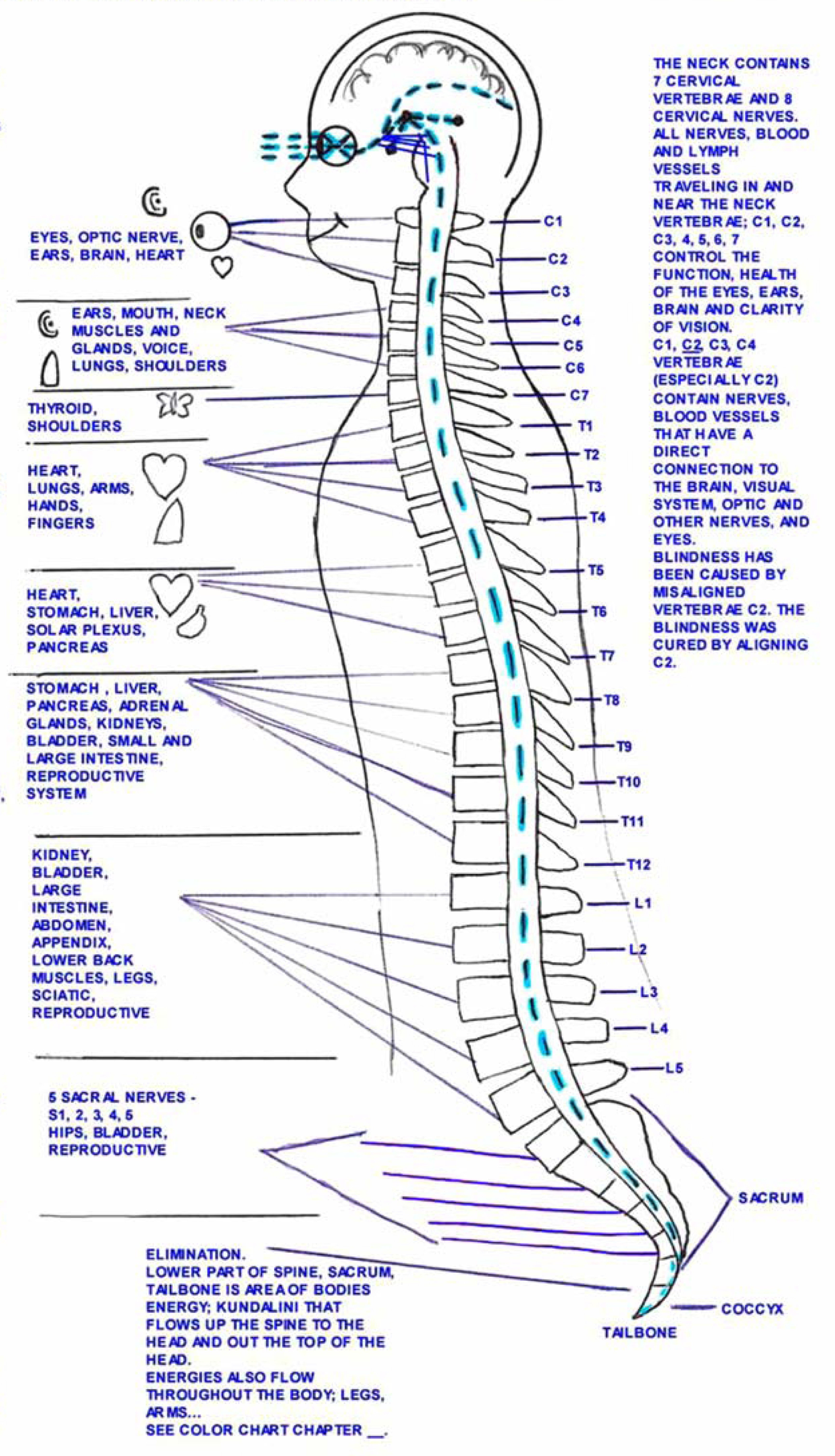 Light rays eyes, brain, body/spine