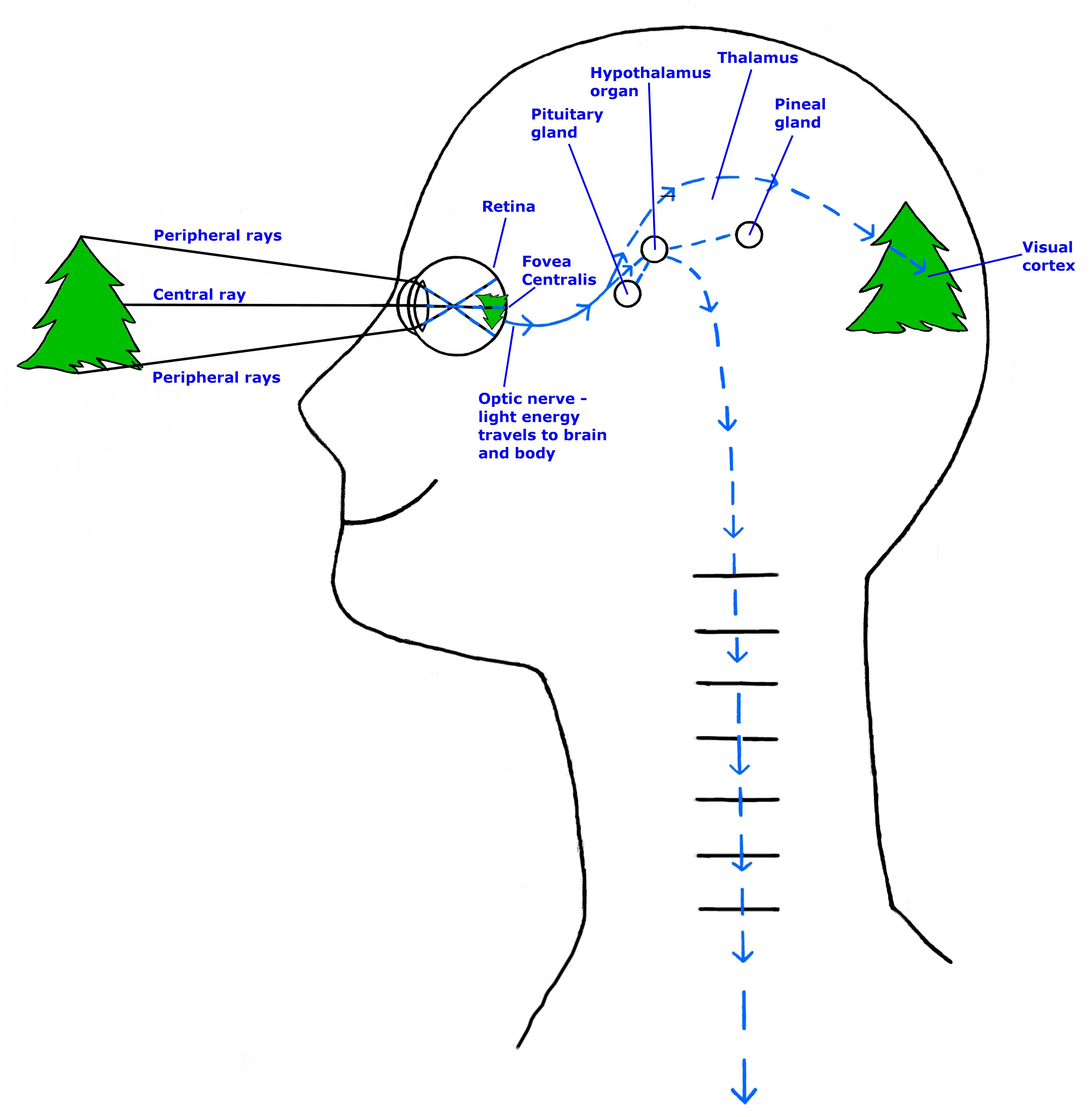 ight rays, enery signals travel in the eyes, brain, body Light rays, enery signals travel in the eyes, brain, body