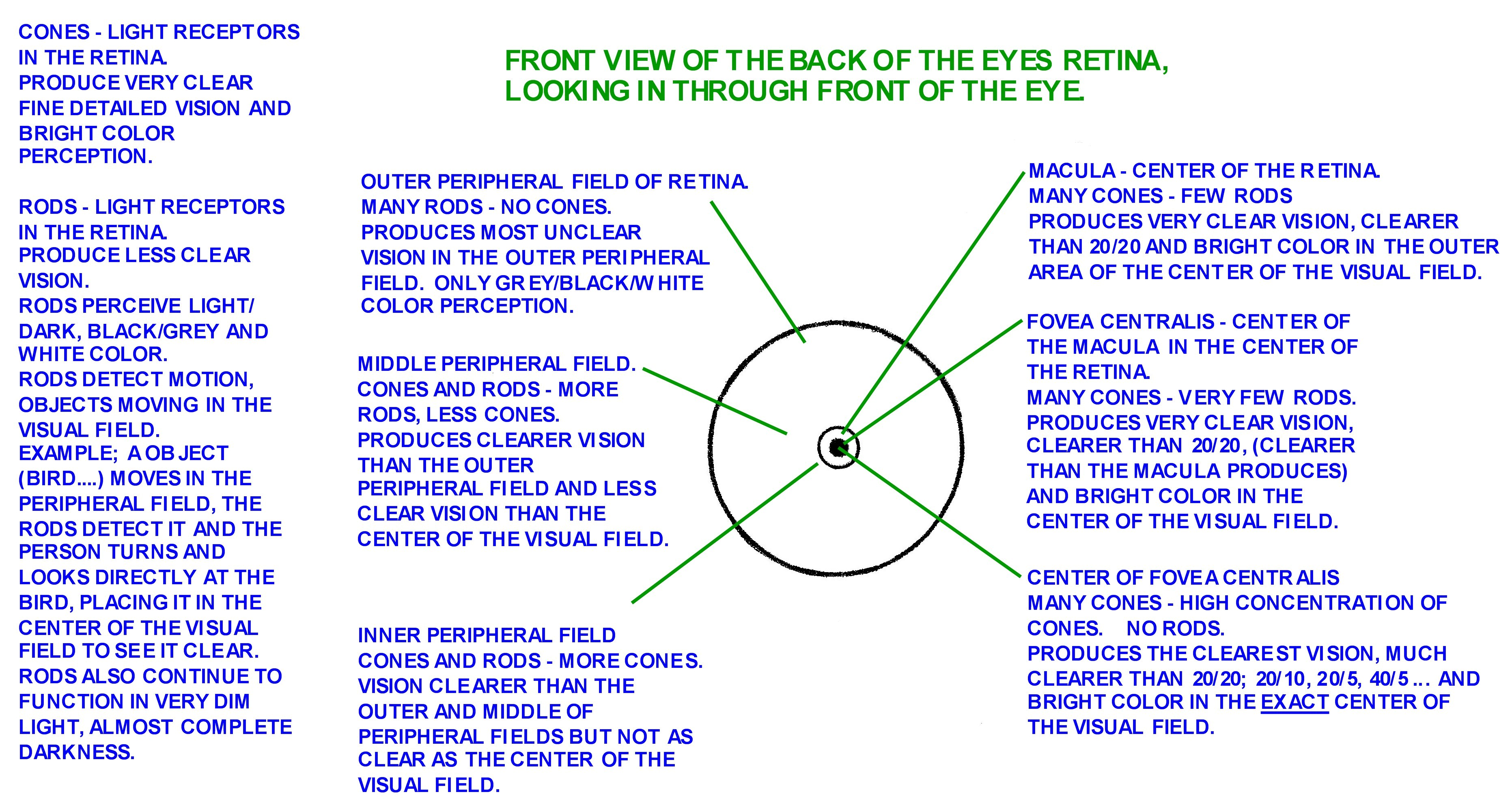 macula, fovea centralis_001.jpg macula, fovea centralis_001.jpg